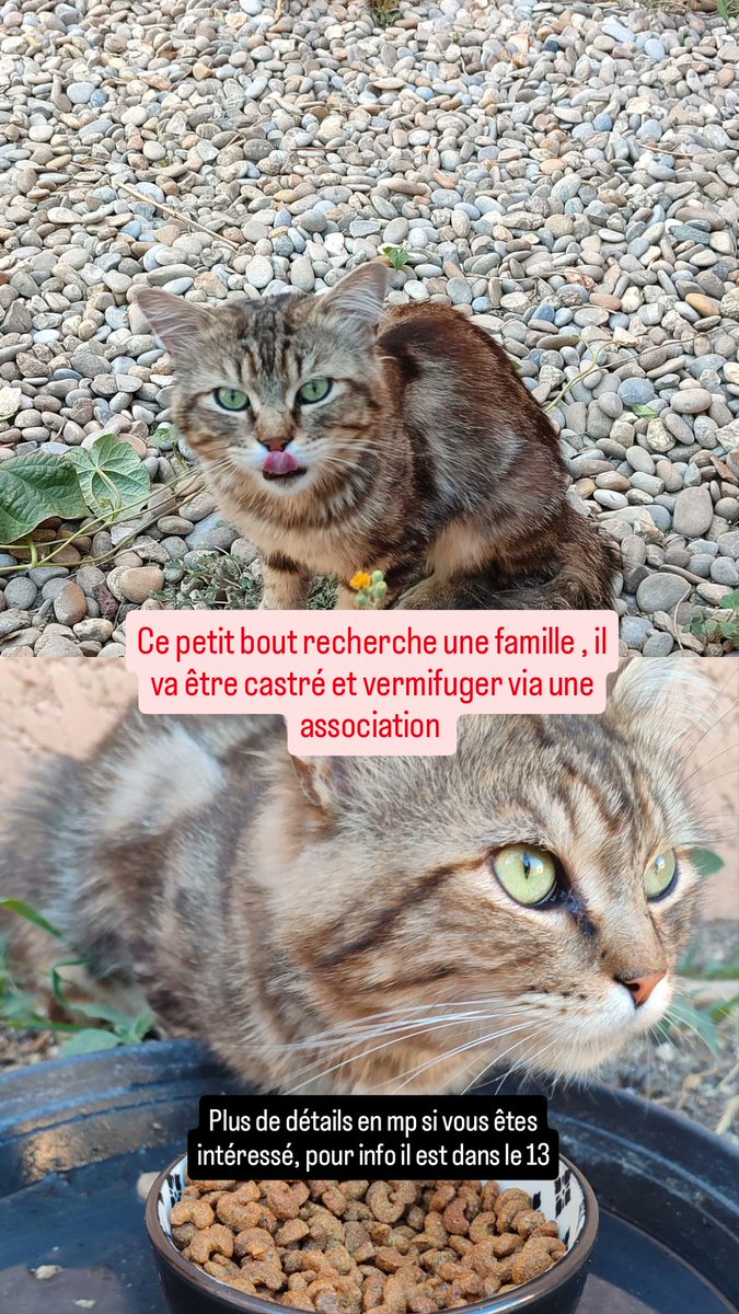asanooo84's tweet photo. Bonjour, si vous pouvez repartager, demain il passe au véto, il va passer chez @30millionsdamis via une asso local, envoyez un message privé pour plus d'informations https://t.co/3bM4jyVmun