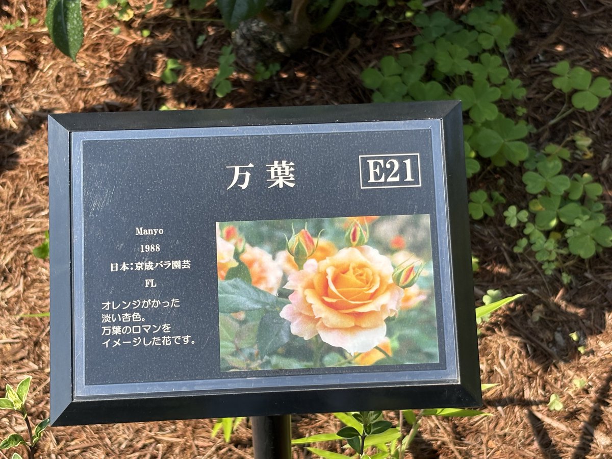 birds_des's tweet photo. まんようという名前なんだろうけど、なんかずはを思い出して撮っちゃった https://t.co/v61ee5PsfG