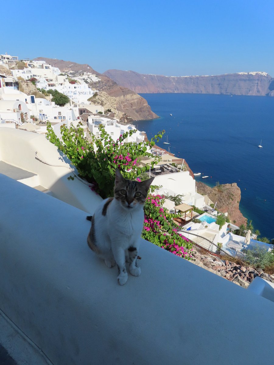 imEvleen's tweet photo. You’re in greece and every cat is photogenic https://t.co/q7FGbLsHwb