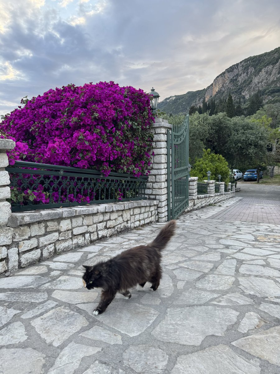 imEvleen's tweet photo. You’re in greece and every cat is photogenic https://t.co/q7FGbLsHwb