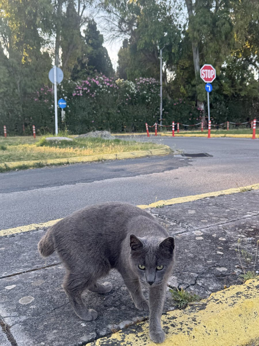 imEvleen's tweet photo. You’re in greece and every cat is photogenic https://t.co/q7FGbLsHwb