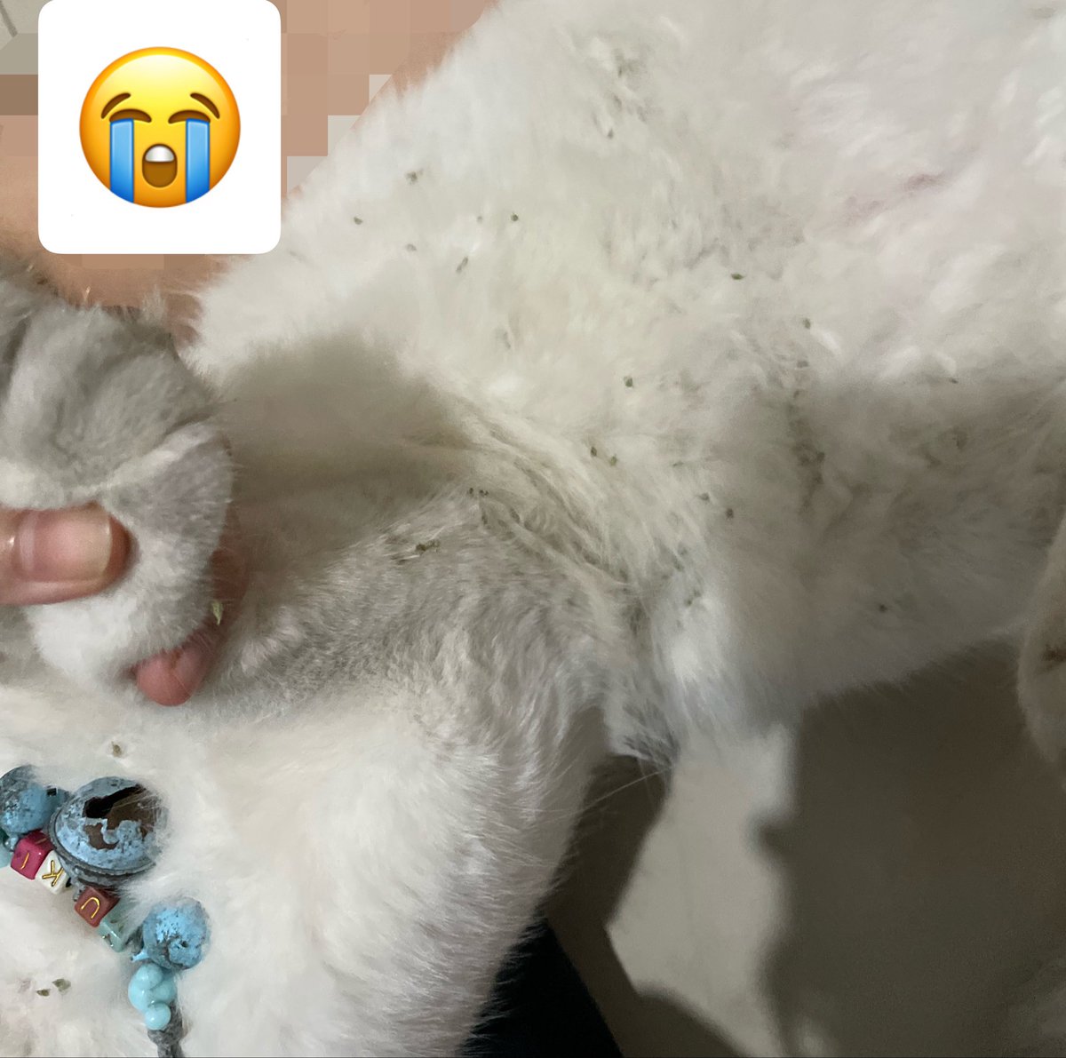 IroDk06's tweet photo. YAALAHHH DICARIIN GK ADA, PULANG2 CEMONG DAN KETEMPELAN KOTORAN!

HEBATT CUMA BERTAHAN 1 JAM BERSIHNYA 😭😭😭😭💢💢💢 https://t.co/9WKNU1YsXu