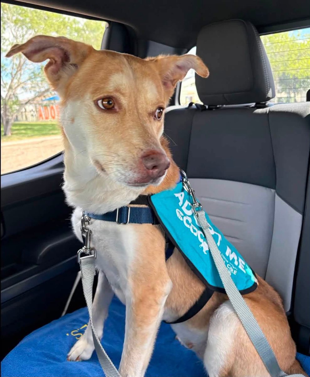SamfromSpain's tweet photo. URGENT @ Corpus Christi AC
Connie #A387241, 5yo spayed Lab mix
Limps at times due 2 abrasions left front/right rear limbs
HW+(curable)
Loved Doggie Day Out!
Overall joy 2 behold!
PLEDGE 4 #RESCUE
Perfect 2 #ADOPT
Must save her be4 she has a firm kill date
She’s worth it! https://t.co/ez50sWU9bA