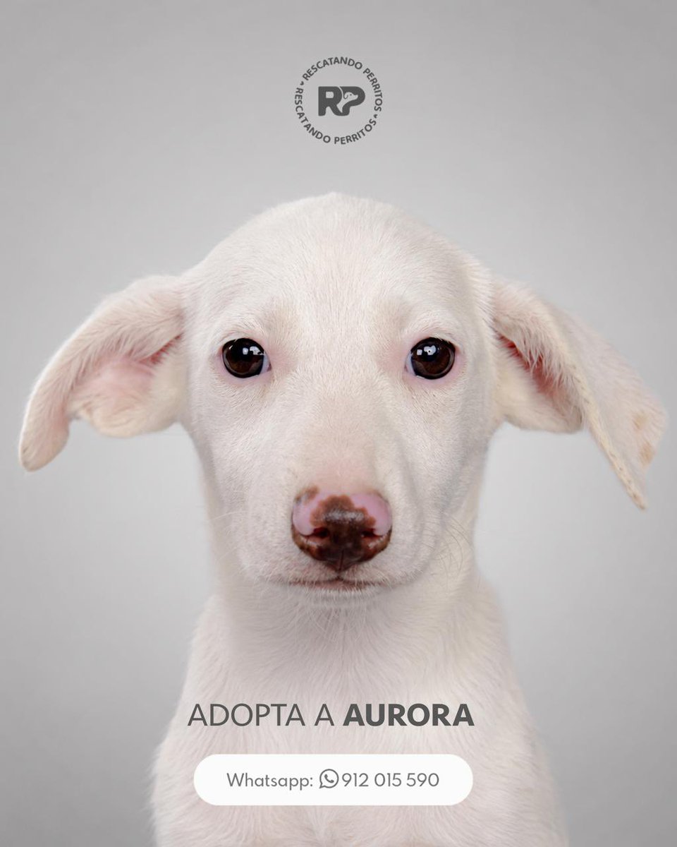 peravi's tweet photo. URGENTE 🚨 
BEBITAS EN ADOPCIÓN 
📍Lima, Perú 
Info whatsapp: 912 015 590 
Edad: 3 meses 
Tamaño: mediano
Vacunas al día 
Necesitan hogar por favor ayúdame a que esta publicación se haga viral y poder encontrarles lindas familias. https://t.co/ltrQ7ShZse
