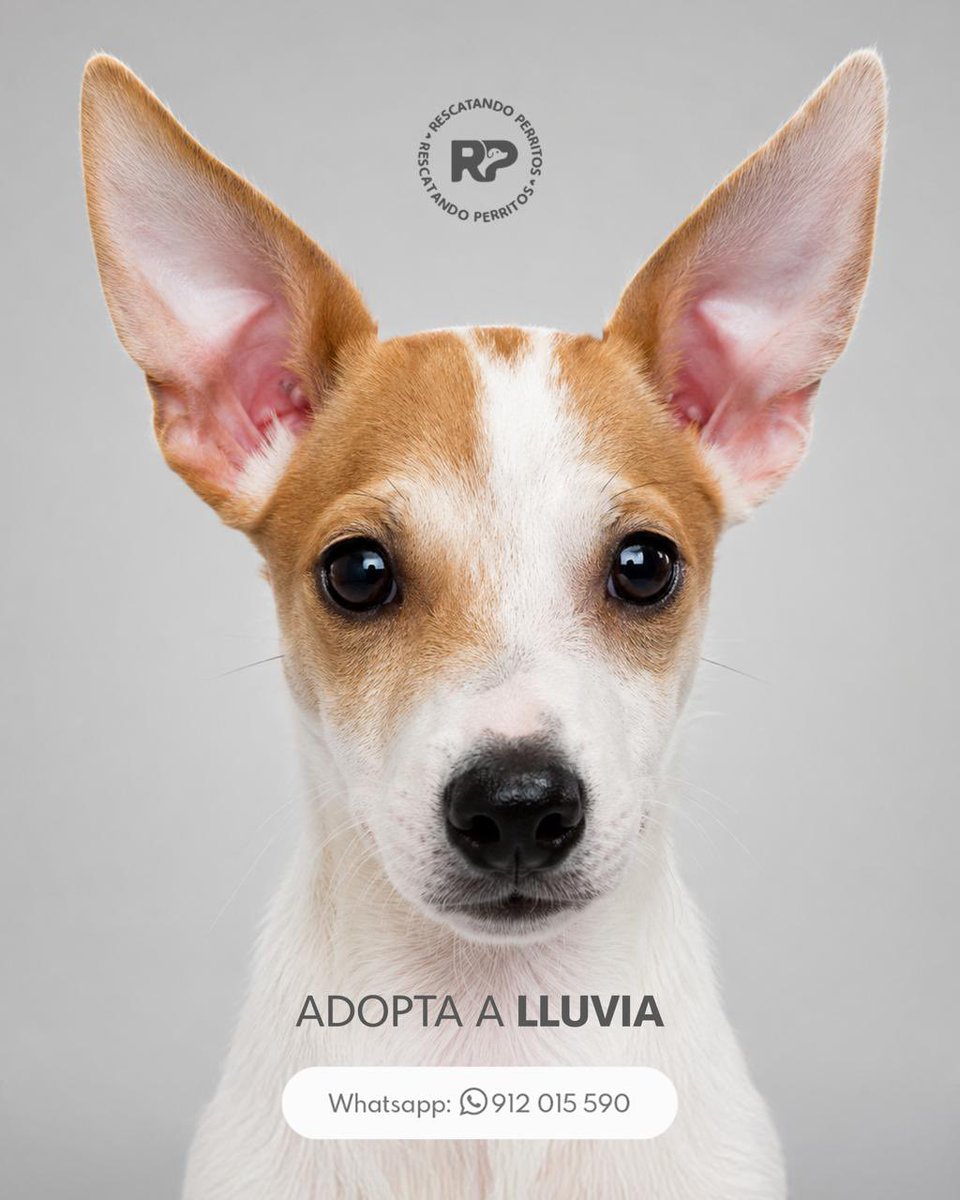 peravi's tweet photo. URGENTE 🚨 
BEBITAS EN ADOPCIÓN 
📍Lima, Perú 
Info whatsapp: 912 015 590 
Edad: 3 meses 
Tamaño: mediano
Vacunas al día 
Necesitan hogar por favor ayúdame a que esta publicación se haga viral y poder encontrarles lindas familias. https://t.co/ltrQ7ShZse