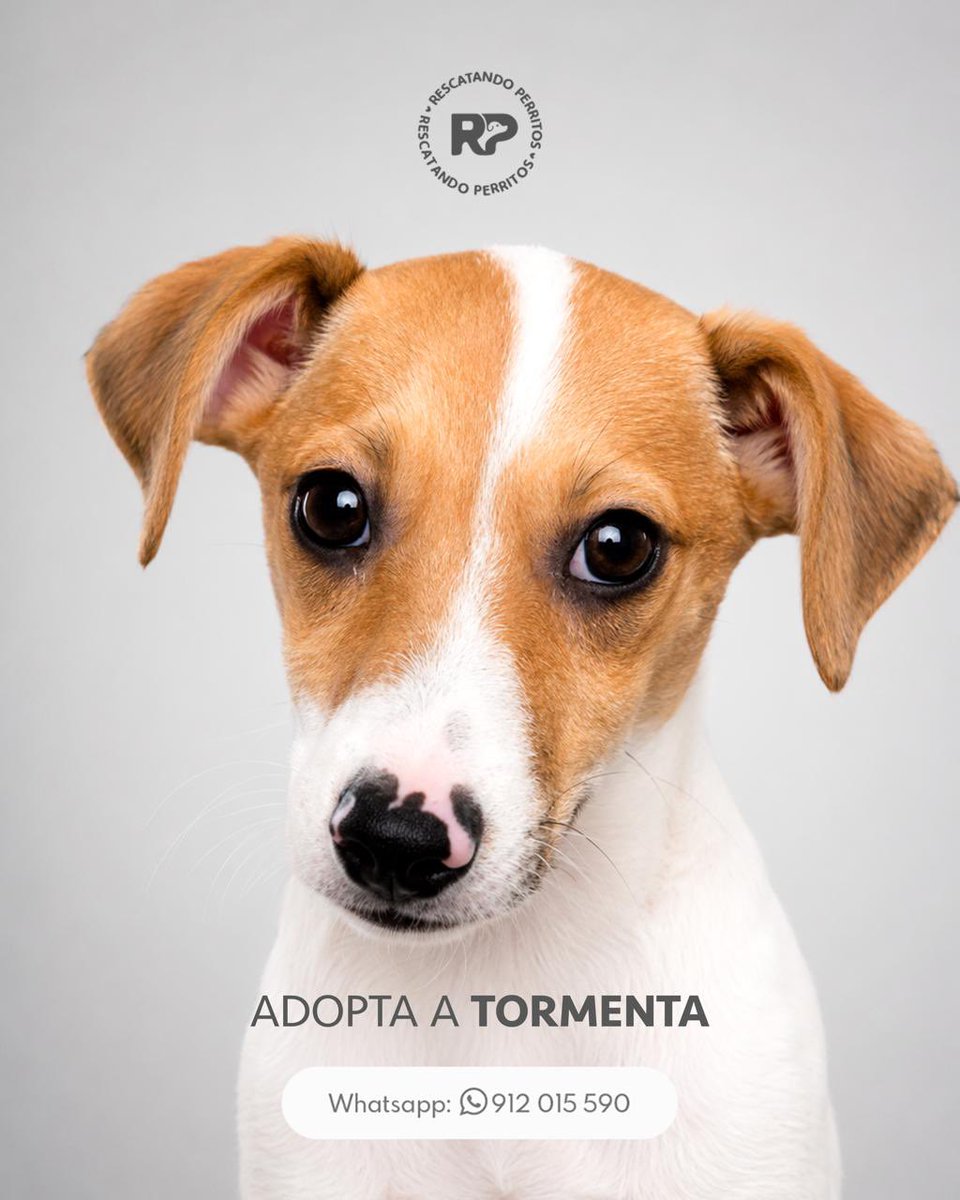 peravi's tweet photo. URGENTE 🚨 
BEBITAS EN ADOPCIÓN 
📍Lima, Perú 
Info whatsapp: 912 015 590 
Edad: 3 meses 
Tamaño: mediano
Vacunas al día 
Necesitan hogar por favor ayúdame a que esta publicación se haga viral y poder encontrarles lindas familias. https://t.co/ltrQ7ShZse