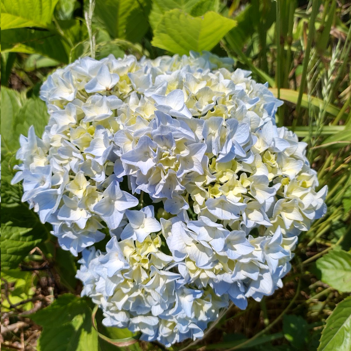 I6dori_ozi's tweet photo. おはようございます☁

7/7　火曜日

🎋七夕
空はどんより曇り空🎋織姫と彦星🌠今年は会えるかな🤔
小暑
“梅雨明けが近付き夏らしい暑さが始まる頃”節気の通り明日から暑さがやって来そうです🥵

今日もFight!!👊💦で💪
行ってらっしゃい👋
行ってきます(((🙋

本日もよろしくお願いします☺️
🐱🐾 https://t.co/BcK71hOBsI