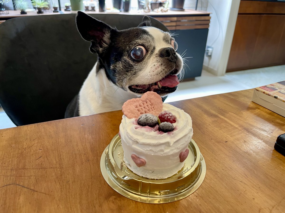 bowmoon's tweet photo. ポロン8歳になりました🐶🍰☺️ https://t.co/SAAnDx1kVH