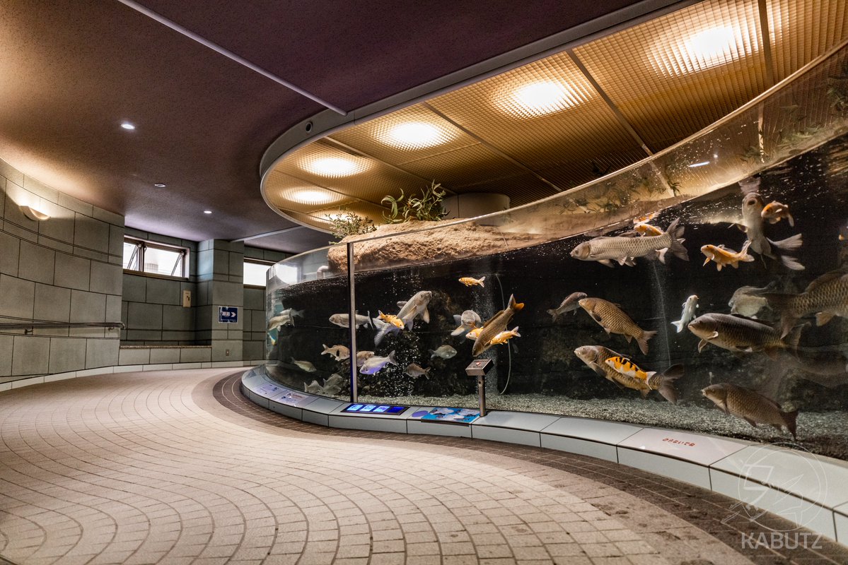 tan_sui_kabutz's tweet photo. 日本中に無料の水族館がある！すごい！ https://t.co/Fq0k1dt1QQ