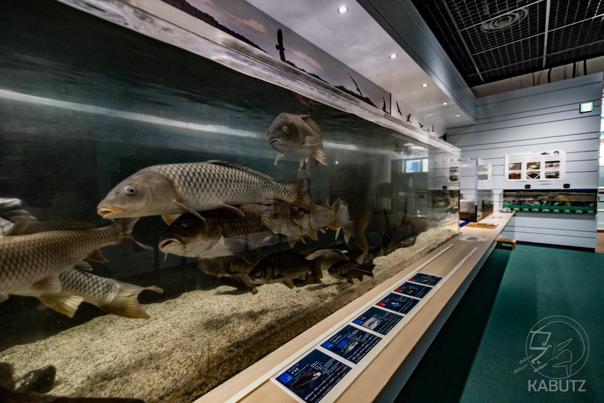 tan_sui_kabutz's tweet photo. 日本中に無料の水族館がある！すごい！ https://t.co/Fq0k1dt1QQ