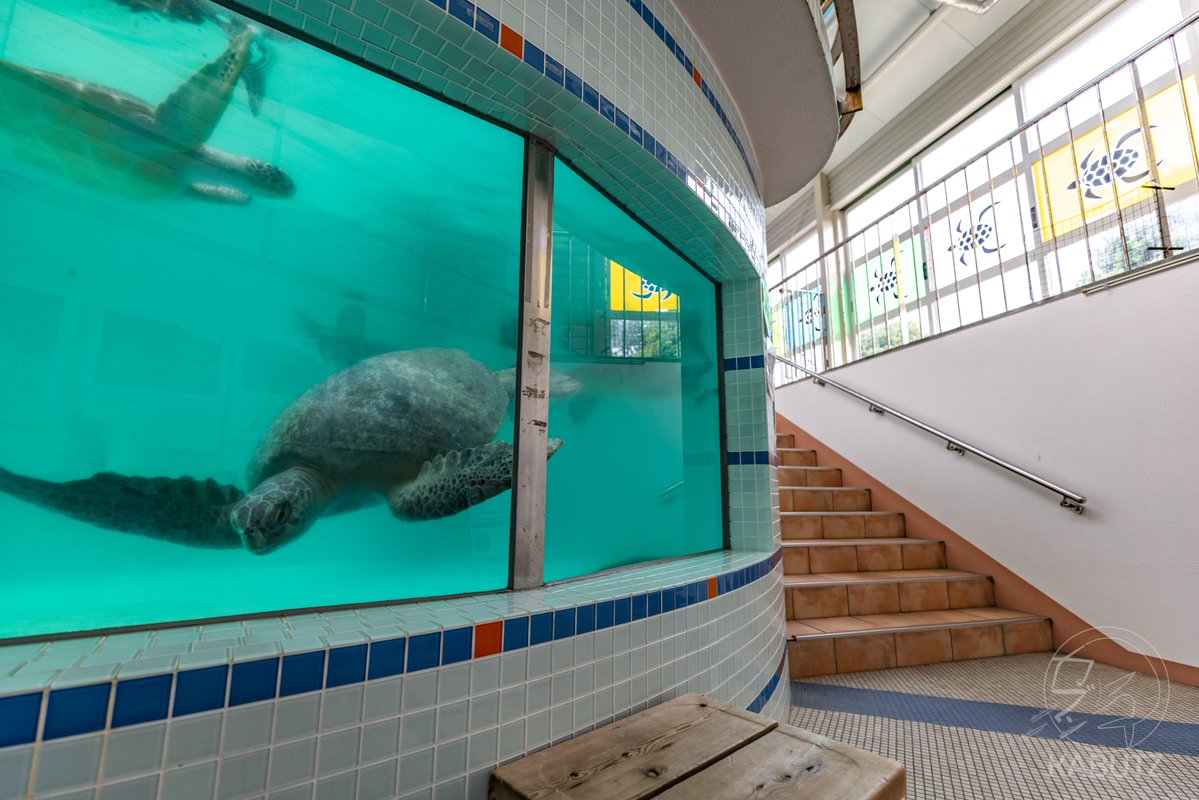 tan_sui_kabutz's tweet photo. 日本中に無料の水族館がある！すごい！ https://t.co/Fq0k1dt1QQ