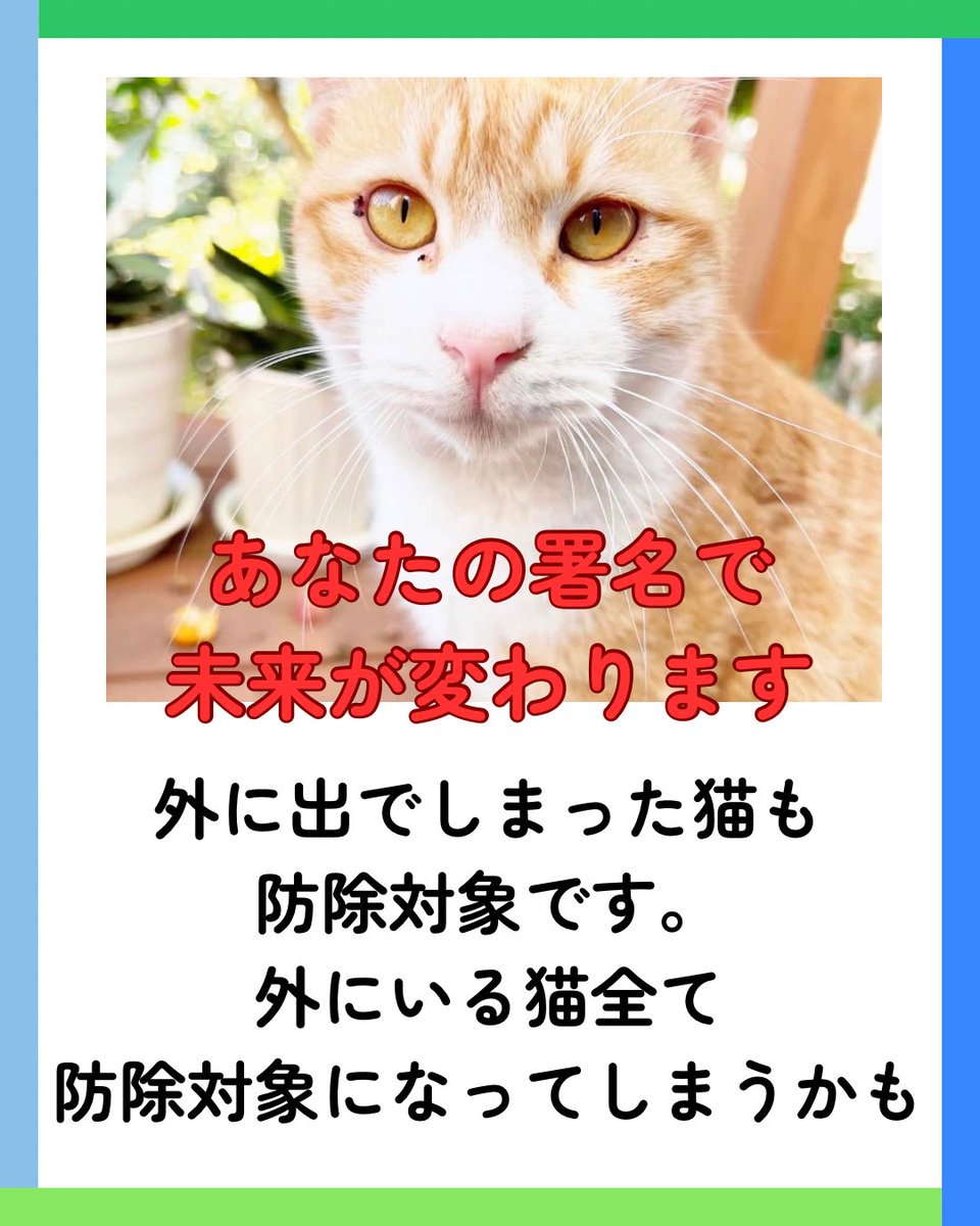 neconecomirin's tweet photo. 【大拡散希望】証拠大放出‼️‼️

環境省が猫を守るなんてことはありえない。
今止めないと大変なことに💦

署名まだの方いませんか？？🥲🥲

もしイエネコが「防除推進外来種」に指定されたら、外にいる猫たちはみんな駆除されかねない危機にあります。

現に沖縄県南大東村では、これまでに健康な猫が211匹も殺処分されました。
そして、そのノネコ対策事業の受注予算として、なんと【1億200万円】もの莫大な税金が使われていたのですよ！！！！

イエネコを防除推進外来種に位置づけられては大変なことになります！！

止めるためにもまだの方は署名をお願いします！！
署名だけでなく、いただいたコメント全てを

環境省の環境大臣
農林水産省の大臣に提出します！！！