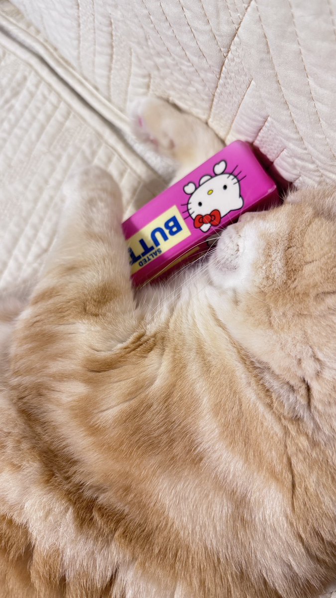 Momaycaramel's tweet photo. Good night นะคะ

    คืนนี้ฝากน้องเหมียวมาส่งทุกคนเข้านอน 🐱💤 ขอให้หลับลึก หลับสบาย ฝันดีค่ะ 🌟 https://t.co/0Q349znnUT