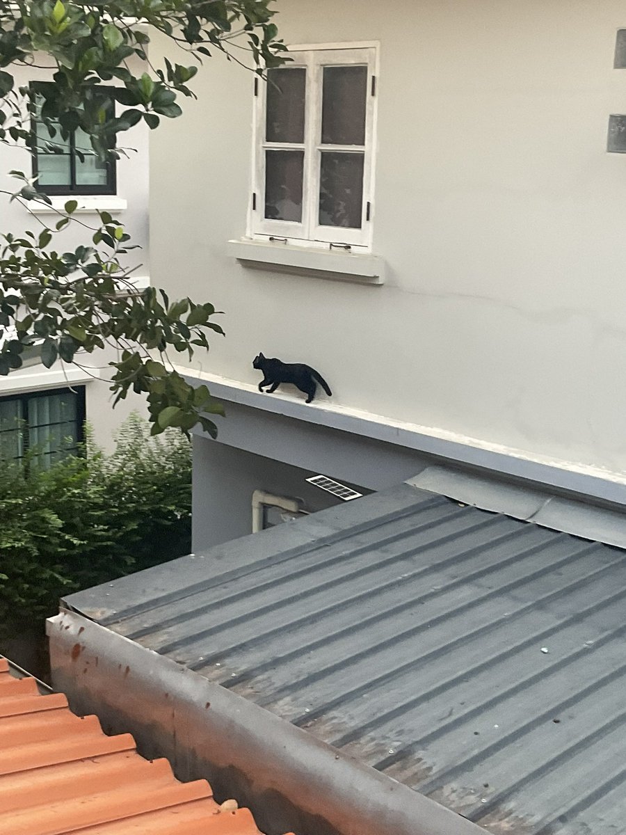 violetpm0x's tweet photo. 🐈‍⬛ https://t.co/r7X45JZDHK