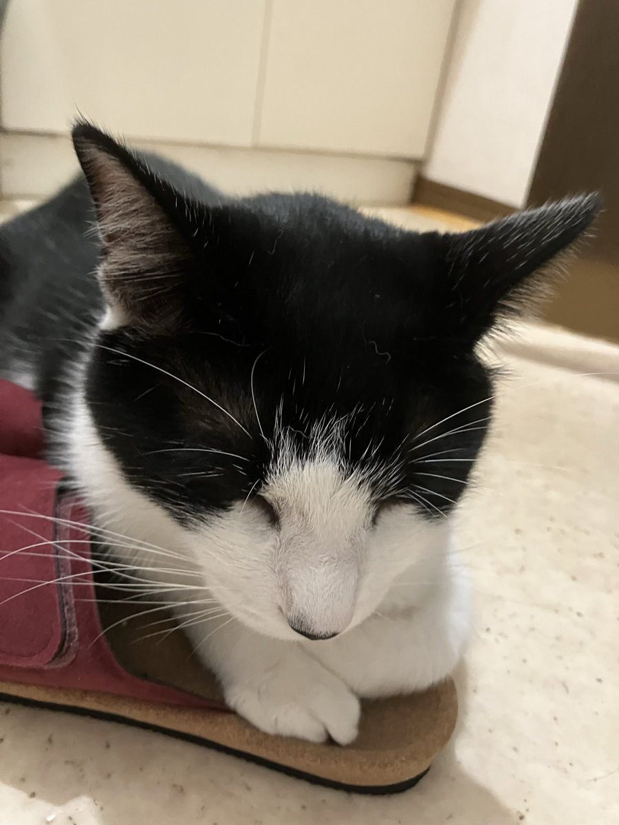 ujichap's tweet photo. キャットタワーのてっぺんをひめかに取られて、ちっともどいてくれないので拗ねたまんじ

お風呂出たらママのスリッパの上で寝て待ってました
可愛いやつめ〜😍 https://t.co/7RroxGQB58