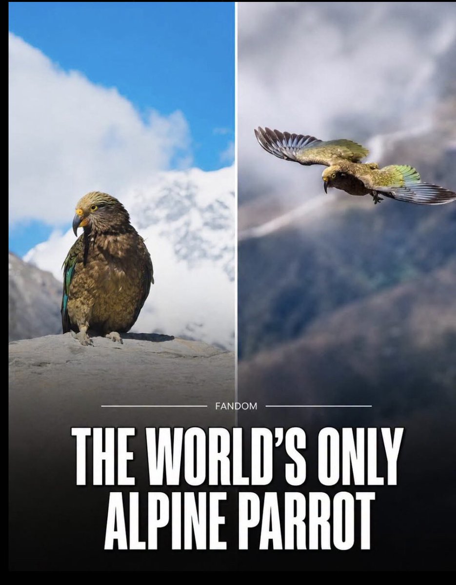 pashupdates's tweet photo. Kea parrots are the world’s only alpine parrots, living high in New Zealand’s Southern Alps. Highly intelligent and endlessly curious, they’re famous for solving puzzles, unzipping backpacks and even dismantling car parts—often just to see what happens. 🦜🏔️
#viral https://t.co/hkglHVhyNM