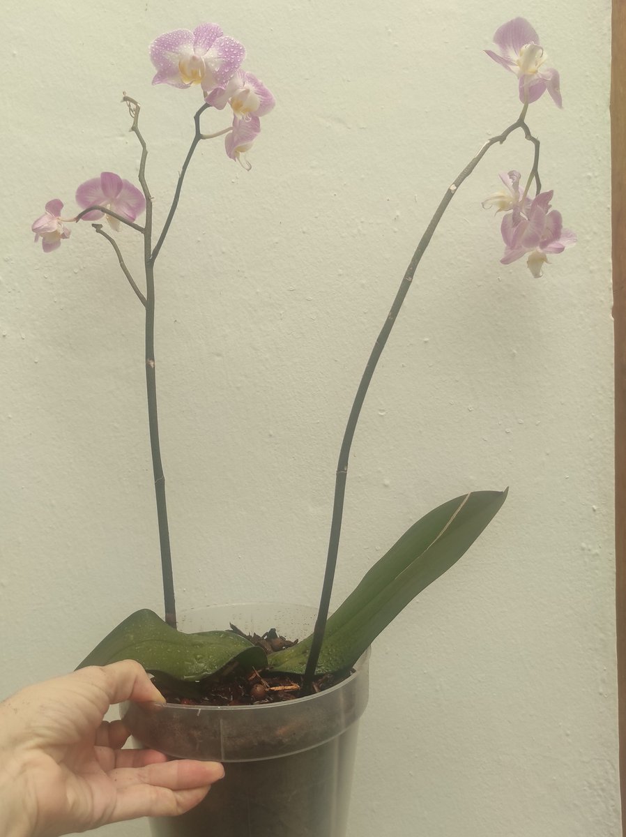 vanessagarper's tweet photo. Cambio total corteza recién comprada, ya pedia a gritos #Orquideas etapa fea https://t.co/giZwOg7bie