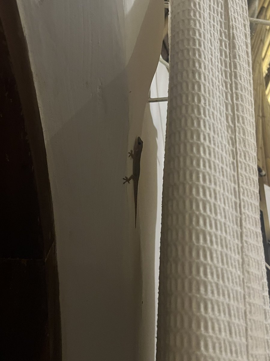ShinTeaEnglish's tweet photo. 旅先の宿泊施設の部屋の中でもヤモリ発見。
トッケイも絶対どこかにいるので滞在中に見つけたいなぁ。 https://t.co/IprgsKeoxs