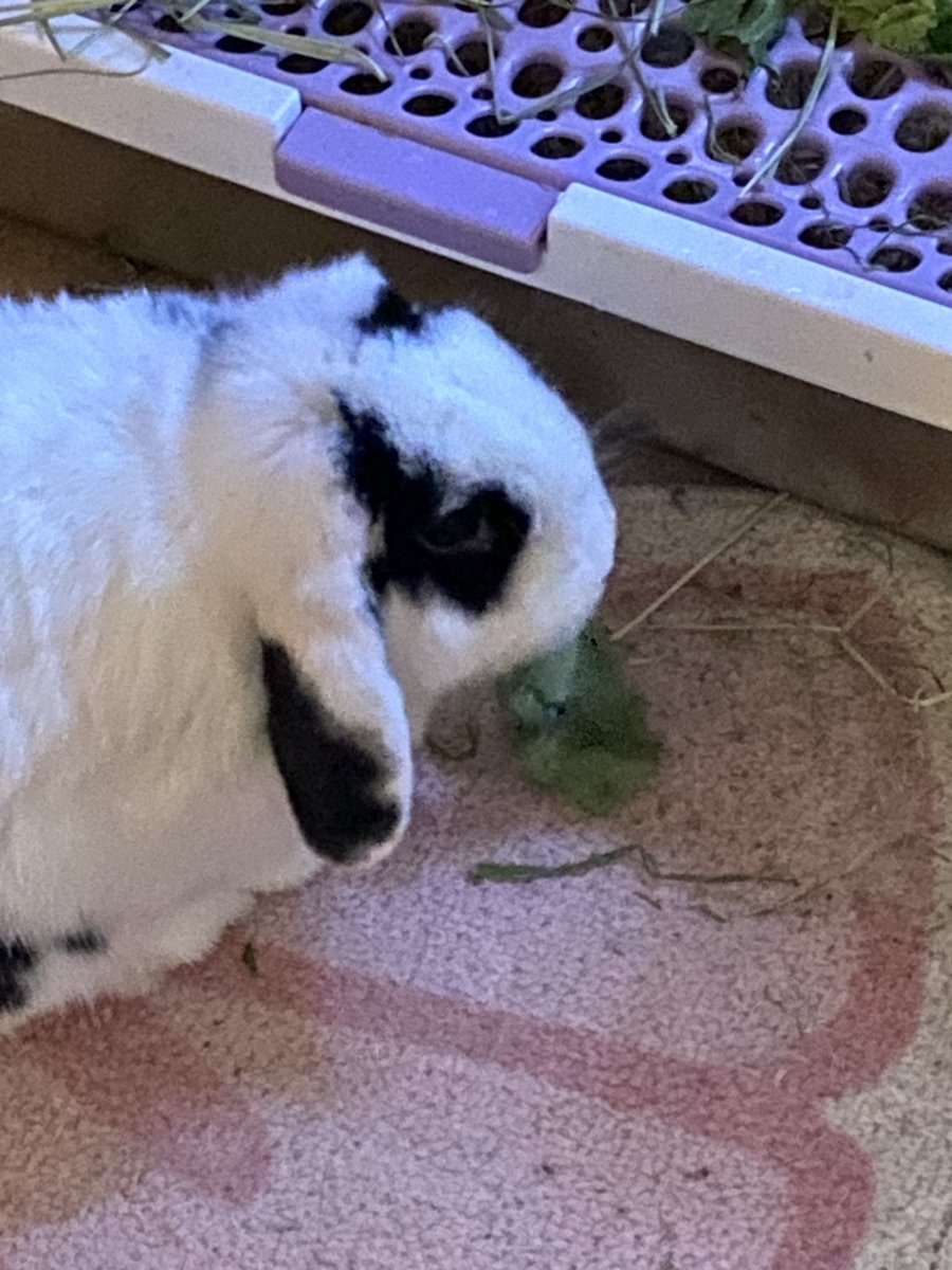 machogrubba's tweet photo. she's chewing on her lettuce so loudly https://t.co/8N26AHIlhm