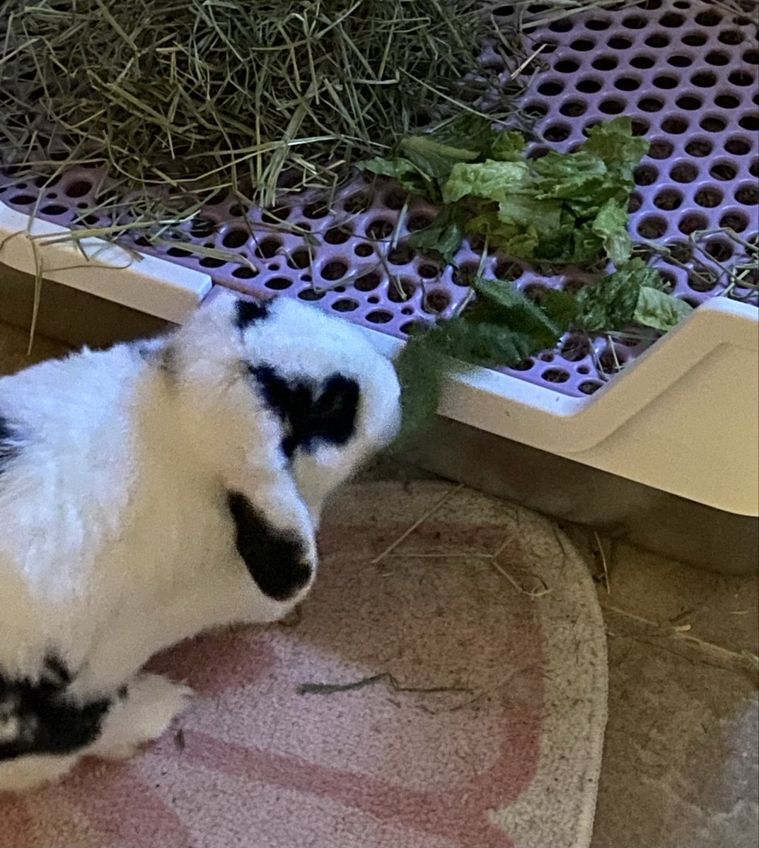 machogrubba's tweet photo. she's chewing on her lettuce so loudly https://t.co/8N26AHIlhm