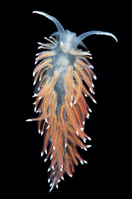 musesarchive's tweet photo. &amp; this one reminds me of Coryphella Nobilis (a marine mollusk with numerous orange colored cerata/tentacle-like structures) https://t.co/XD6KPHqIjy