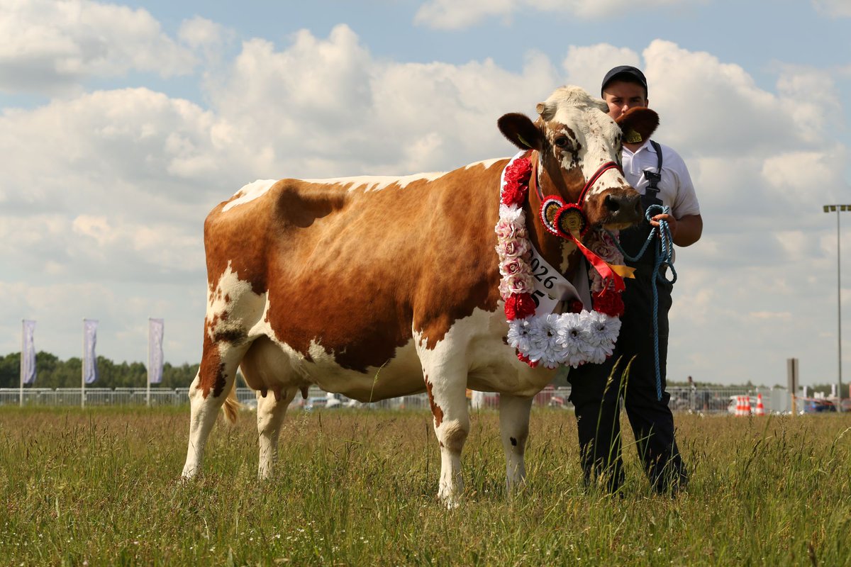holsteinpress's tweet photo. Rodzime białogrzbiete. Hodowcy bydła tej rasy mieli swoje święto.
https://t.co/S24O2UOeLS https://t.co/Xc3YxOAxYw