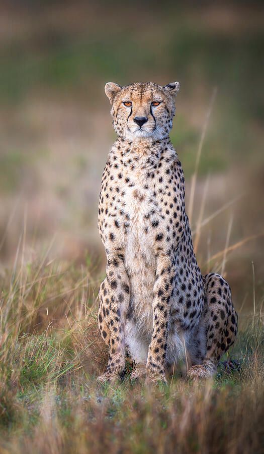 joancarroll's tweet photo. Cheetah Sitting Upright Masai Mara Kenya 3! https://t.co/fYDqYHnVVw #cheetah #masaimara #kenya #africa #bigcats #predator #wildlife #wildlifephotography #animals #nature #savanna #giftideas #wallart #artforsale @joancarroll https://t.co/Bo7K5ZUAXy