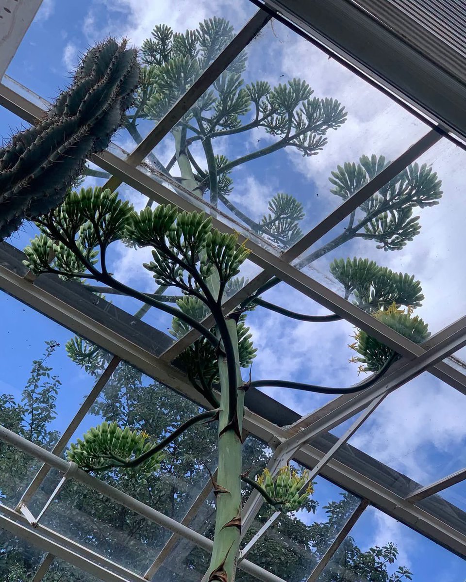 WalbrzychMM's tweet photo. 🌿 To wydarzenie, na które czeka się dziesiątki lat! Dwie 35-letnie agawy amerykańskie w Palmiarni Wałbrzych właśnie zakwitły. Kwitną tylko raz w życiu, a ich pędy są tak wysokie, że trzeba było częściowo rozszklić dach. Nie przegapcie tego spektaklu natury! 🌸@RomanSzelemej @Dolny_Slask