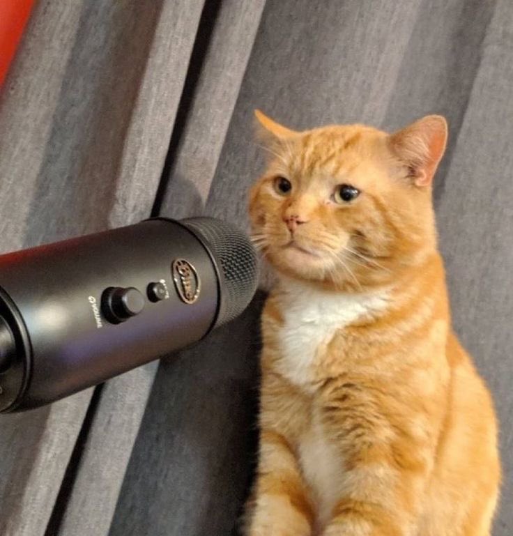 impulse as cats tweet media