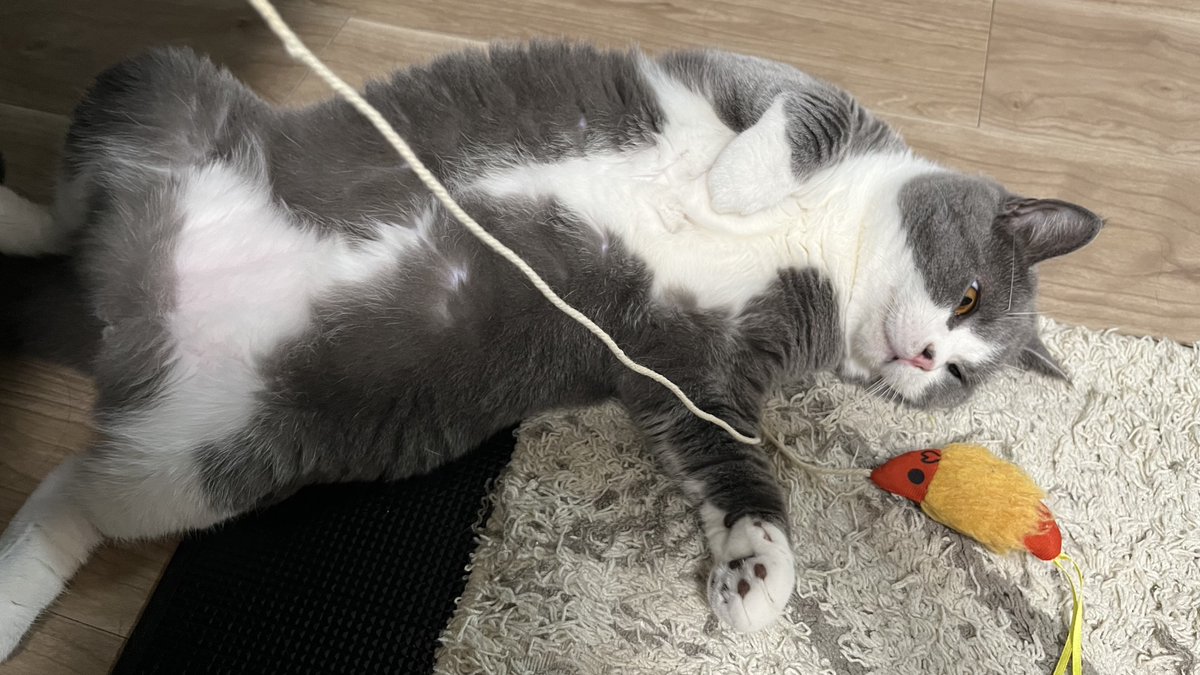 mare_0427's tweet photo. 虚無猫 https://t.co/WbY2ur6vp2