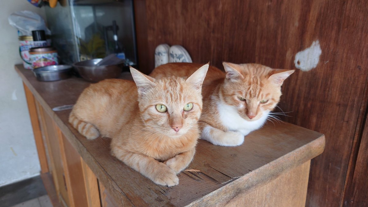 ohd6_d's tweet photo. 猫とベイブレード https://t.co/MWAnz3I2b9