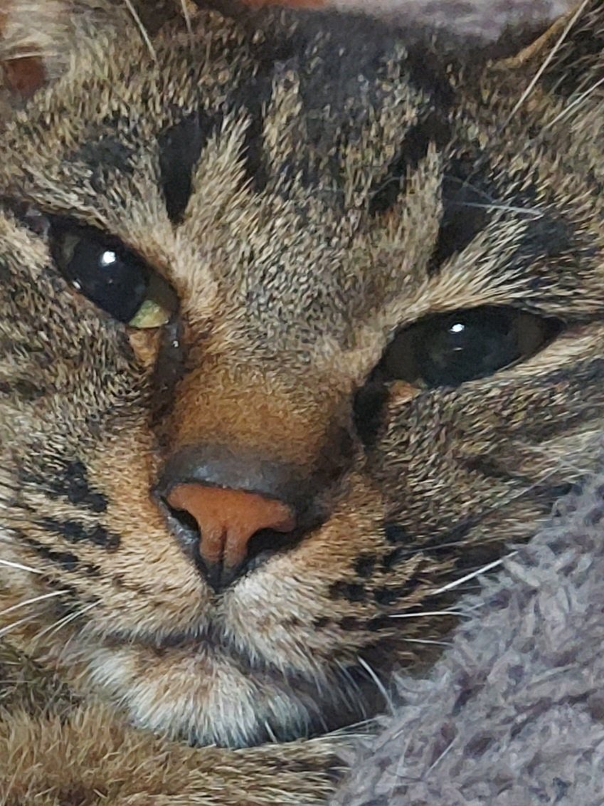 kobasute's tweet photo. 起床時
　主の目に前に
　　コタローあり
ちょいと近くない？
#猫 https://t.co/pl1yYdGliY