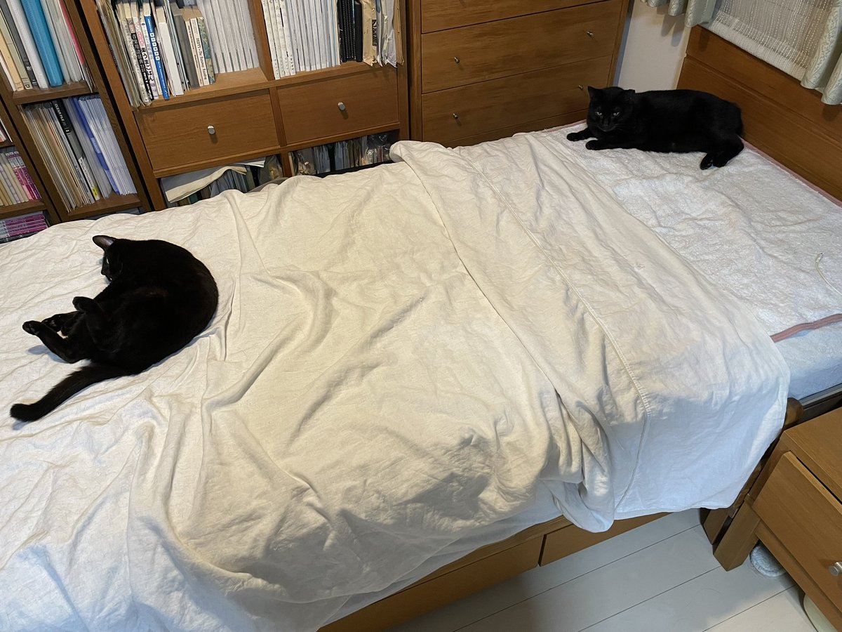 katoreaob's tweet photo. ふたりそろって添い寝の準備万端ですね💕 https://t.co/CSccedTpHV