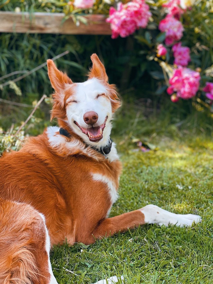 dog_rates's tweet photo. This is Mira. She's a Podenco Xarnego Valenciano. We're not even making that up. Very pretty and very rare. 14/10 would be an honor to pet https://t.co/syqsA72cT7
