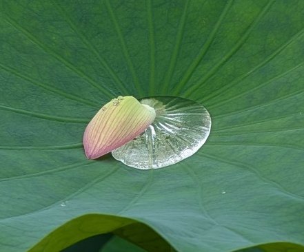 Grass7Ma's tweet photo. 蓮の舞
美しい水滴 https://t.co/wyJyemOBlJ