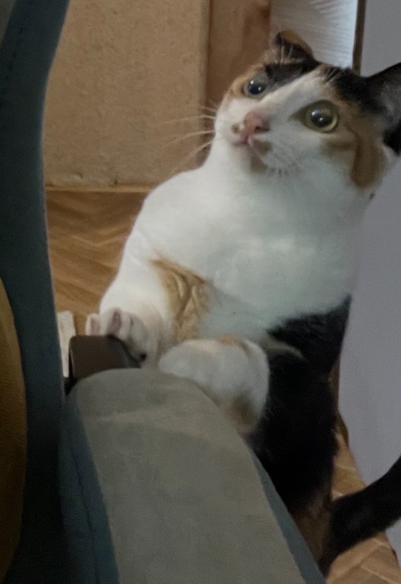 masorana's tweet photo. 作業中かまって欲しくて猫によく覗かれています https://t.co/3fPFepSO09