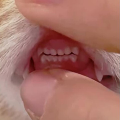 UniMomFC's tweet photo. I see no difference 🫳😺

#OrmKornnaphat #ออมกรณ์นภัส
@ormmormm https://t.co/8ZEKqi6zCf