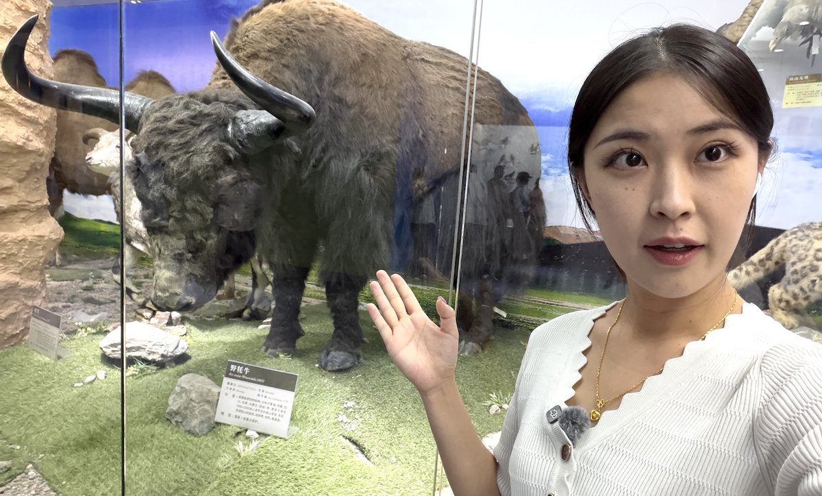 CocoStudio4's tweet photo. À #Xining, le Musée des Spécimens du Plateau Tibétain abrite une collection renversante. Derrière ces vitrines, c'est tout un écosystème unique que la Chine étudie et protège avec passion. Un vrai voyage au cœur de la biodiversité alpine. 🏔️
#Chine #Sanjiangyuan 收起 https://t.co/iqO6fsGWDw