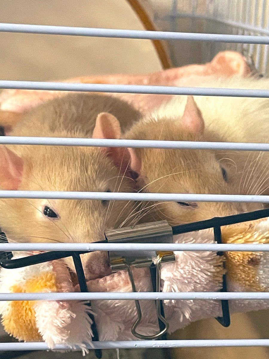 yamaidarehat's tweet photo. 仲良く寝てる🐁⸒⸒🐁⸒⸒ https://t.co/5RUG5WCP4r