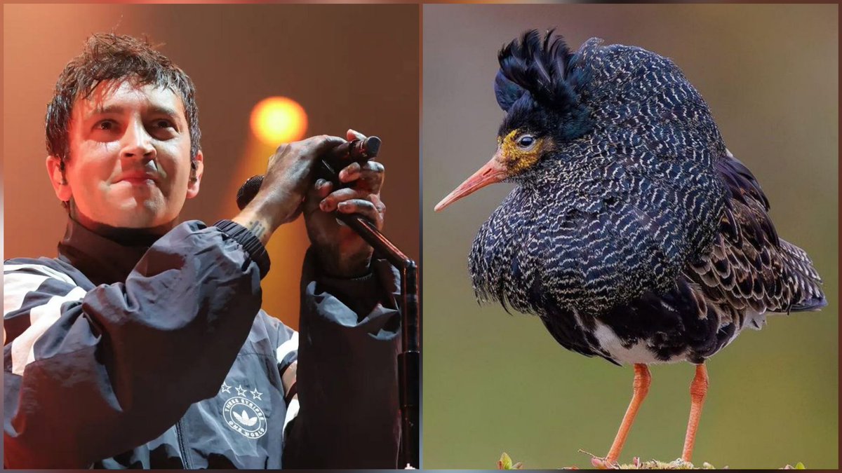 OtherCrazyThing's tweet photo. there's a type of a male among Ruff birds, which other males (and female) can mate. Mating display also directed at other males rather than to females. So, pure polyamory right there ☕️

tags: twenty one pilots, Tyler Joseph as a bird, birbs https://t.co/pfDYbc3qiC