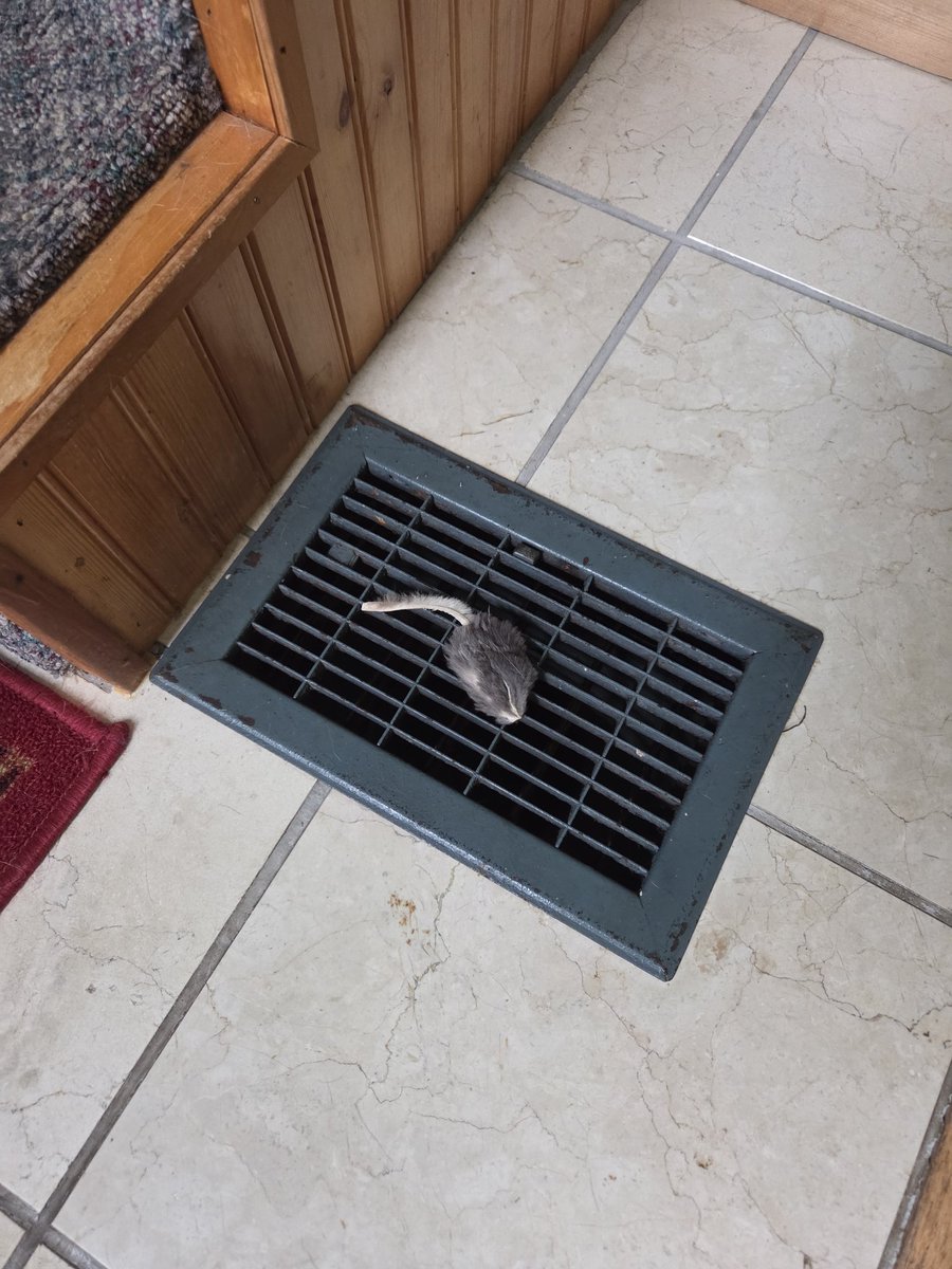 TheSprinklesCat's tweet photo. Truly making this a #MovingMonday! I like to push my toys down the stairs! My crinkle ball + mouser took a ride! The mouser was hot so it ended up on the register! Hope mew have a purrfect Monday + start to the new week! #cowcat #CatsOfTwitterX #AdoptDontShop #StaySafeFurrends https://t.co/0IQKfBjFme