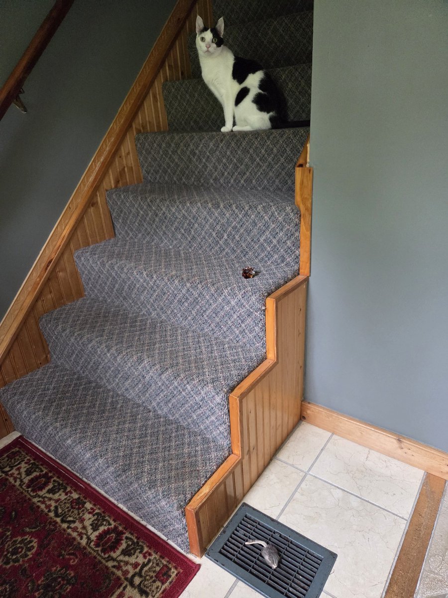 TheSprinklesCat's tweet photo. Truly making this a #MovingMonday! I like to push my toys down the stairs! My crinkle ball + mouser took a ride! The mouser was hot so it ended up on the register! Hope mew have a purrfect Monday + start to the new week! #cowcat #CatsOfTwitterX #AdoptDontShop #StaySafeFurrends https://t.co/0IQKfBjFme