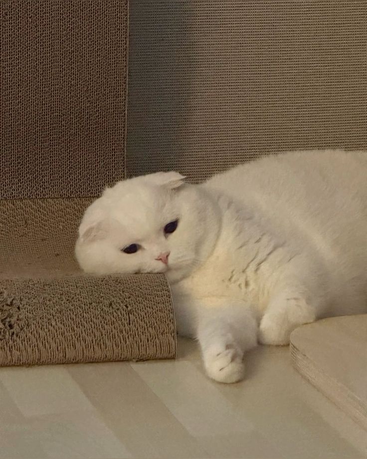 Trạm Pet & Chill tweet media