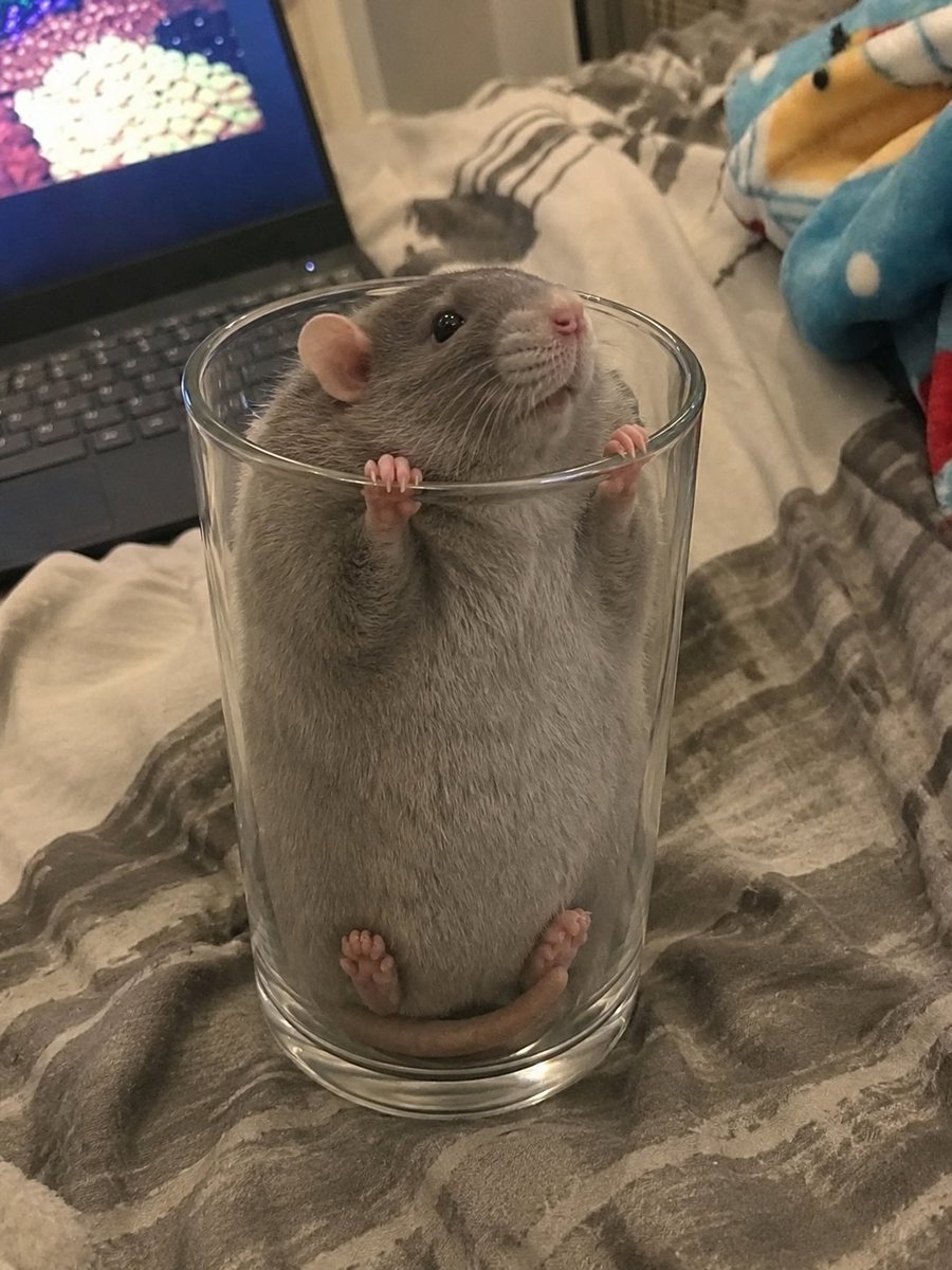 RatInControl's tweet photo. fat rat stuck, help. https://t.co/VKzOjdNd0V