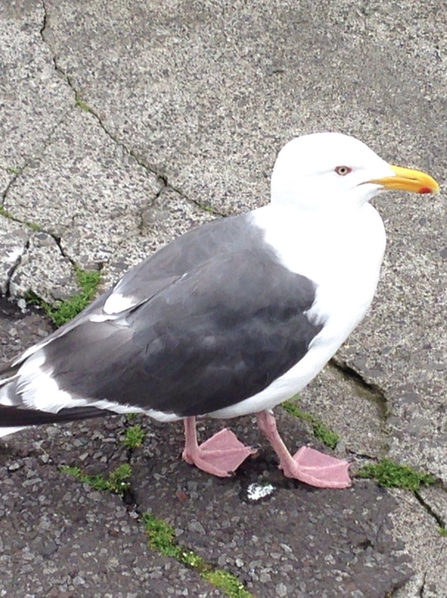nobo1288's tweet photo. ◎愚者の行方

さて、時間がたち、①愚者は礼文島でカモメと遊んでいるのか、②根室海峡で国後島を見ているのか、③函館山から眺めているのか、仏の何かが見えてきたかのかな。 https://t.co/SiolKI8Jca