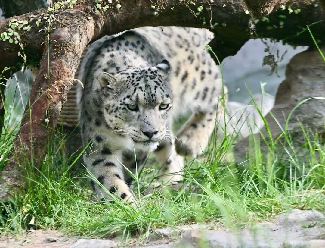 CocoStudio4's tweet photo. Rencontre avec le fantôme des montagnes au zoo de #Xining ! Ici, l’équipe a déjà recueilli 10 léopards des neiges blessés ou orphelins… et 2 ont repris le chemin des cimes ! Une fierté pour la protection de la faune chinoise !🏔️🐆
#Chine #Sanjiangyuan 收起 https://t.co/ZHSZd0iAJl