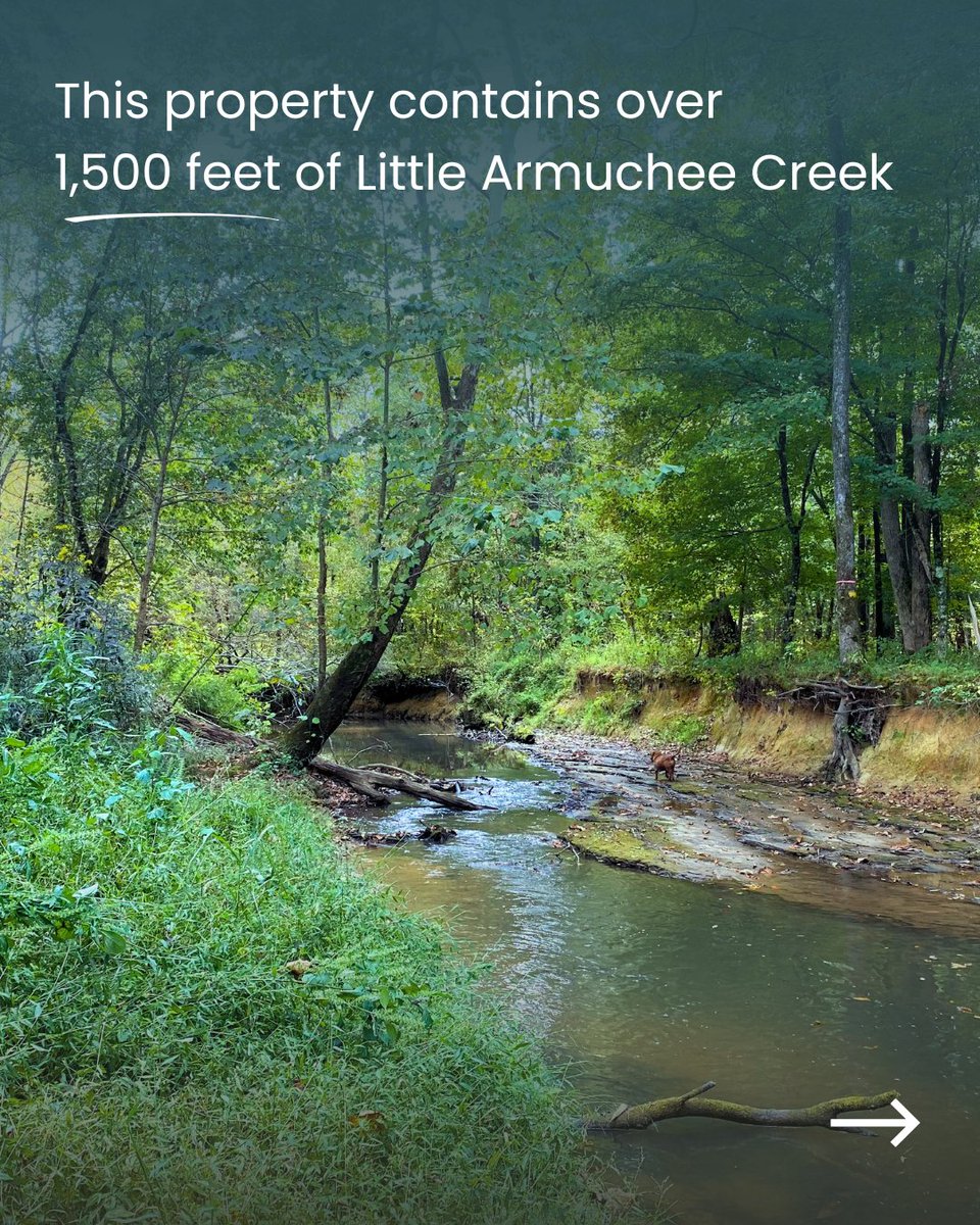 GALandTrust's tweet photo. This property includes approximately 1,500 feet of Little Armuchee Creek, part of a priority watershed within the Georgia State Wildlife Action Plan. Protecting the creek and the surrounding riparian area will reduce degradation and help keep this waterway healthy. https://t.co/2G59kZxiUb