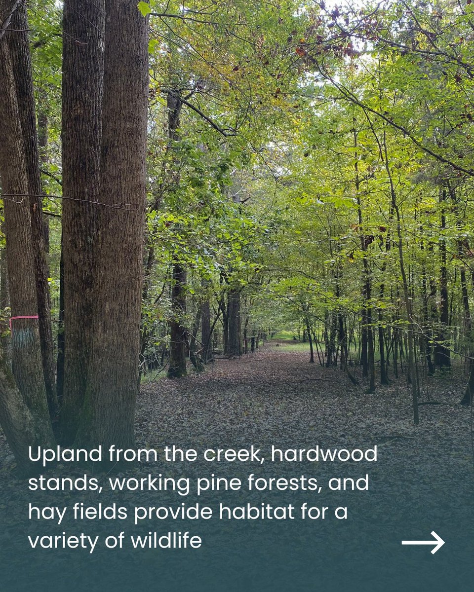 GALandTrust's tweet photo. Beyond the creek, the property includes hardwood stands, working pine forests, and hay fields, offering a mix of habitat for a variety of wildlife. 

Thank you to the landowner for choosing to permanently protect their property under a conservation easement with GALT! https://t.co/dhAs46UnNA