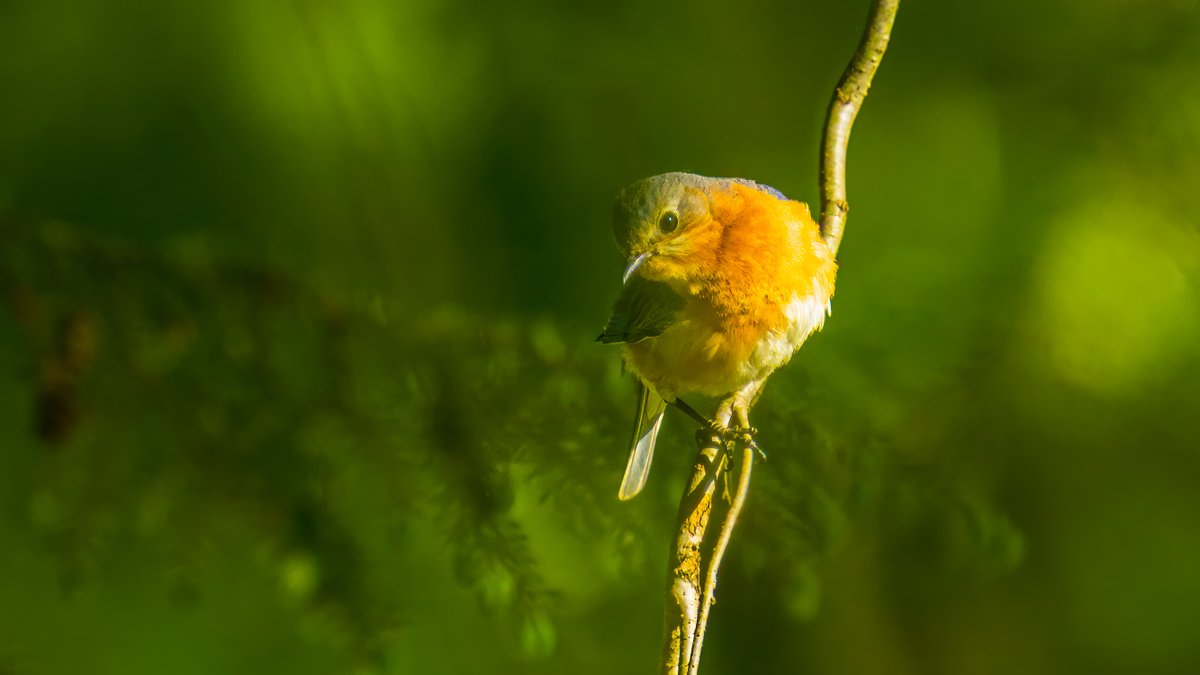 Phil_JKD's tweet photo. #PhotoChallenge #smallbirds 1) female cardinal 2) male bluebird 3) palm warbler 4) young female American Redstart https://t.co/KIdx6CukUy