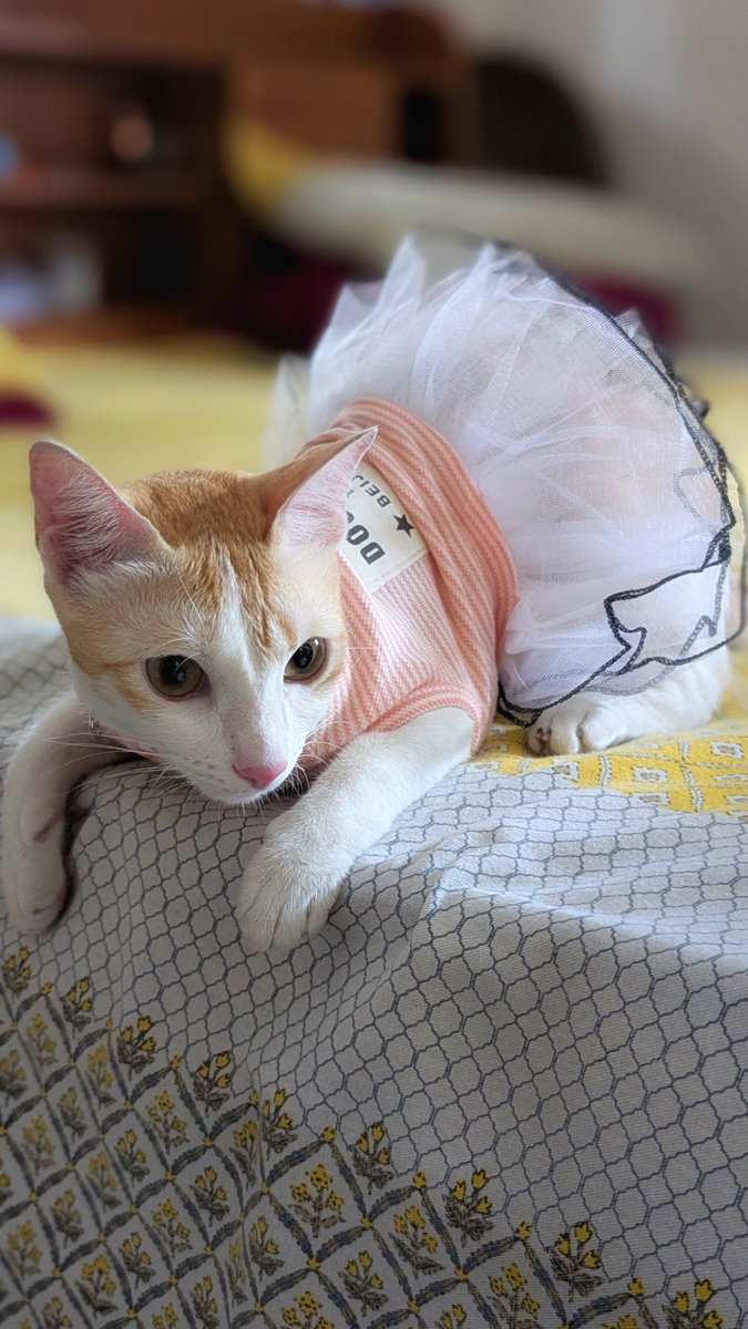 orthymarjan's tweet photo. Ballerina cat 😺 https://t.co/EoGsKlScOp
